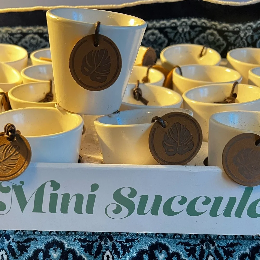 Mini Succulents plant pots